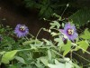 3800?width=100&height=80&name=passiflora