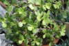 3811?width=100&height=80&name=portulacar