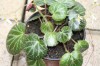 3821?width=100&height=80&name=saxifraga-