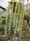 3824?width=100&height=80&name=sedum-morg