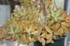 3826?width=100&height=80&name=sedum-nuss