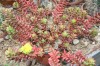 3828?width=100&height=80&name=sedum-rubr