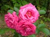 382?width=100&height=80&name=rosa-wild-e