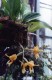 3831?width=100&height=80&name=stanhopea-