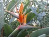 3833?width=100&height=80&name=strelitzia