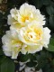 383?width=100&height=80&name=rosa-yellow