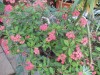 3846?width=100&height=80&name=euphorbia-