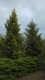 3847?width=100&height=80&name=picea-abie