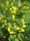 3866?width=100&height=80&name=berberis-t