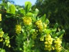 3867?width=100&height=80&name=berberis-v