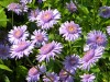 386?width=100&height=80&name=aster-alpin