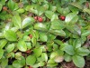 3889?width=100&height=80&name=gaultheria