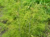 3898?width=100&height=80&name=aruncus-di