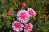 389?width=100&height=80&name=aster-novae