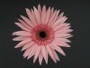 38?width=100&height=80&name=gerbera-jame