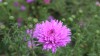 3903?width=100&height=80&name=aster-novi