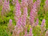 3905?width=100&height=80&name=astilbe-ch