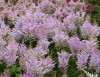 3906?width=100&height=80&name=astilbe-da