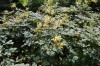 3907?width=100&height=80&name=astilbe-gr