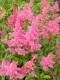 3908?width=100&height=80&name=astilbe-ja