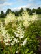 3911?width=100&height=80&name=astilbe-si