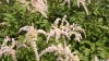 3912?width=100&height=80&name=astilbe-th