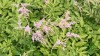 3913?width=100&height=80&name=astilbe-th