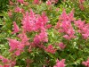 3914?width=100&height=80&name=astilbe-x-