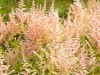 3915?width=100&height=80&name=astilbe-x-