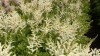 3916?width=100&height=80&name=astilbe-x-