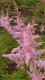 3917?width=100&height=80&name=astilbe-x-