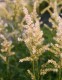 3918?width=100&height=80&name=astilbe-x-