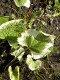 3919?width=100&height=80&name=brunnera-m