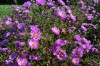 391?width=100&height=80&name=aster-novi-