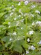 3920?width=100&height=80&name=brunnera-s