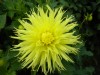 3921?width=100&height=80&name=dahlia-did