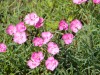 3923?width=100&height=80&name=dianthus-g