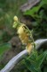 3924?width=100&height=80&name=digitalis-