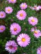 392?width=100&height=80&name=aster-novi-