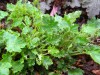 3931?width=100&height=80&name=heuchera-m