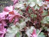 3932?width=100&height=80&name=heuchera-x