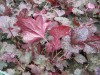 3933?width=100&height=80&name=heuchera-x