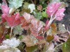 3934?width=100&height=80&name=heuchera-x