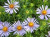 393?width=100&height=80&name=aster-oblon