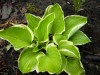 3942?width=100&height=80&name=hosta-x-di