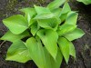 3945?width=100&height=80&name=hosta-x-go