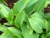 3949?width=100&height=80&name=hosta-x-ha