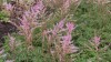 394?width=100&height=80&name=astilbe-gla