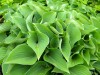 3953?width=100&height=80&name=hosta-x-pa