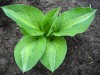 3957?width=100&height=80&name=hosta-x-st